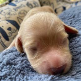 River - Cream female Dachshund puppy in Lake Mary, Florida from Lakeside Doxies