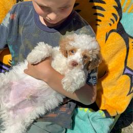 Schnookums - Parti male Poodle puppy in Salem, Oregon from Oregon Poodle Oodle Doodles