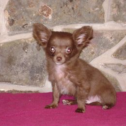 Chihuahua and Cocker Spaniel Puppies from D&D Hill Country Cockers and Chihuahuas