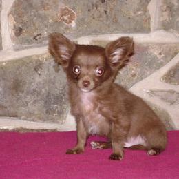 Chihuahua and Cocker Spaniel Puppies from D&D Hill Country Cockers and Chihuahuas