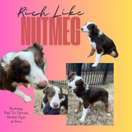HOLIDAY SALE! AKC-Nutmeg - Miniature American Shepherd puppy from Soul Stone Kennels