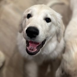 Golden Retriever Puppies from Bramble Berry Goldens