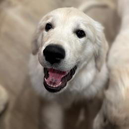 Golden Retriever Puppies from Bramble Berry Goldens