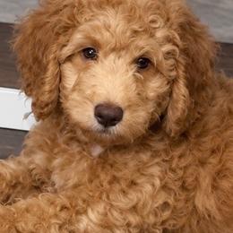 Einstein - Apricot male Goldendoodle puppy in Lake Charles, Louisiana from Perfect Fit Poodles & Doodles