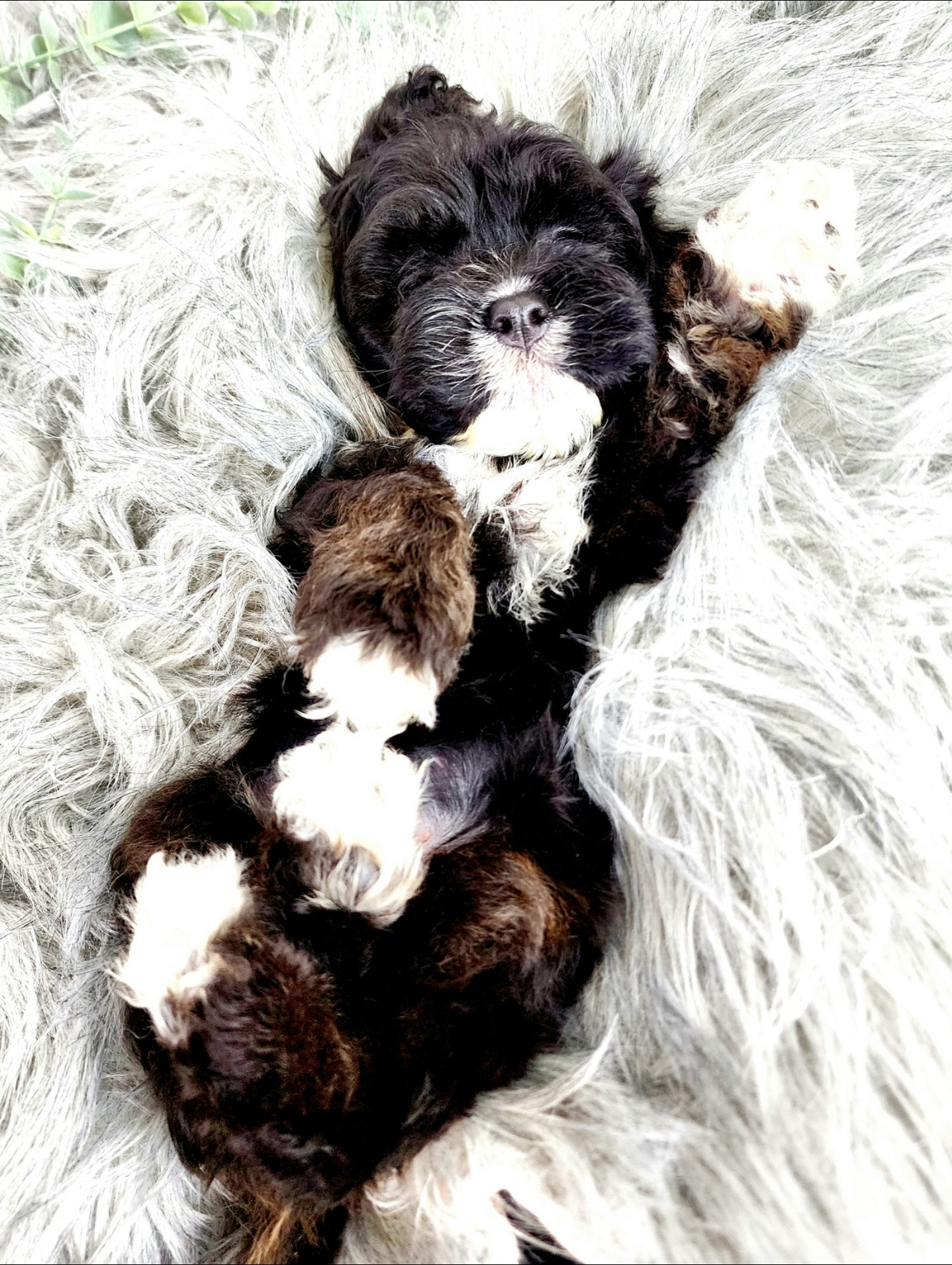 Bernedoodles, Cavapoos, Cockapoos, Goldendoodles, Havapoos, and Poodles from Farquharson's Poodles&Doodles
