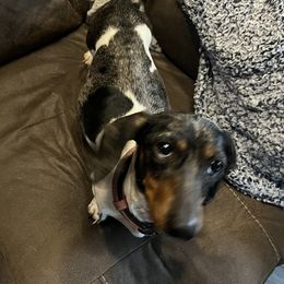 silver - Dachshund