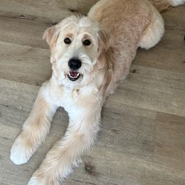 Bernedoodle, Goldendoodle, and Golden Mountain Doodle Puppies from Sonoran Standard Doodles