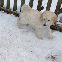 Loca - Cream female Poodle puppy in Manitowoc, Wisconsin from Wonderland Kennel