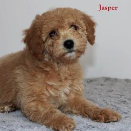 JASPER - male Cavapoochon puppy in Fredericksburg, Ohio from Timshell Farm Specialty Crossbreed Puppies