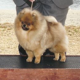 Pomeranian Puppies from Kayra Pomeranians
