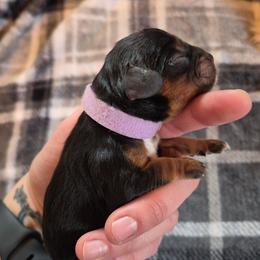 Purple girl - Black and tan female Cavalier King Charles Spaniel puppy in Medford, Oregon from Country Chic Cavaliers