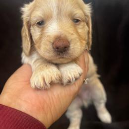 Frisbee - Cream male Dachshund puppy in Highland, California from BAES Teufelshunde