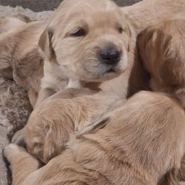 Dark Pink girl - Dark golden female Golden Retriever puppy in Westminster, Massachusetts from Gemstone Golden Retrievers