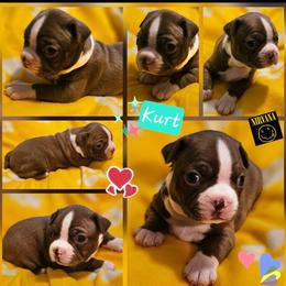KURT-Boy 1-Reserved - Black and white male Boston Terrier puppy in South Of Boston, Massachusetts from Boston Collections