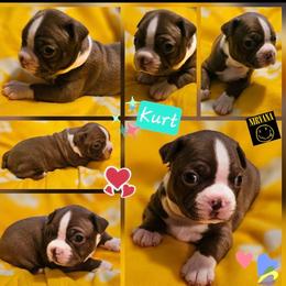 KURT-Boy 1-Reserved - Black and white male Boston Terrier puppy in South Of Boston, Massachusetts from Boston Collections
