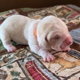 Orange Boy - Lemon and white male Basset Hound puppy in Hood River, Oregon from The Walls Hounds With Heart