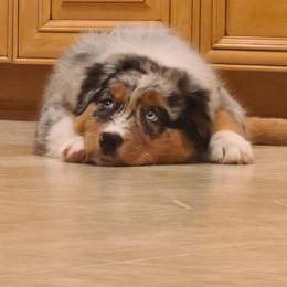 Australian Shepherd Puppies from Skyview Aussies
