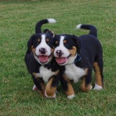 Greater Swiss Mountain Dog Puppies from Lone Palm