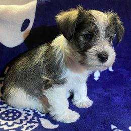 Miniature Schnauzer Puppies from Beyond Blessed Pawz