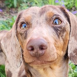 Chihuahuas and Dachshunds from Hope's pups