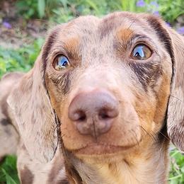 Chihuahuas and Dachshunds from Hope's pups