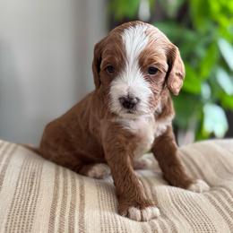 Bear - Red male Cavapoo puppy in Orrstown, Pennsylvania from Pawfect Fur Friends