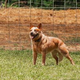 Australian Cattle Dog puppies from Steadfast Farms & Australian Cattle Dogs