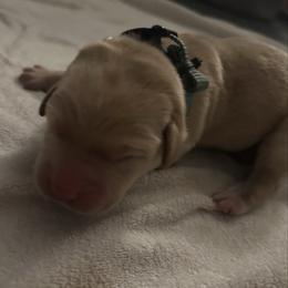 Draco (male) - Yellow male Labrador Retriever puppy in Durango, Colorado from Burress Family Farm and Kennels