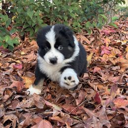 Australian Shepherd Puppies from Drummond Aussies