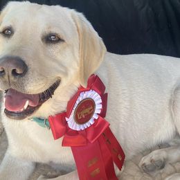 Labrador Retrievers from Paws-itive Puppy Dog Training