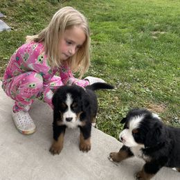 Bernese Mountain Dog Puppies from Willow Tree Berners