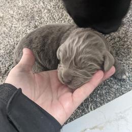 Lila - Gray female Newfoundland puppy in Sugarcreek, Ohio from Wrinkles Rare Newfoundlands