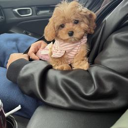 Cavapoo Puppies from Woodland poodles and Cavapoos