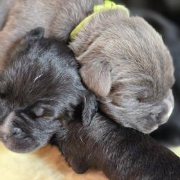 Cane Corso Puppies from Willow Creek Cane Corsos