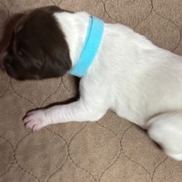 Becca - Liver and white female German Shorthaired Pointer puppy in Morgantown, Indiana from Kevin Funkhouser Kennel