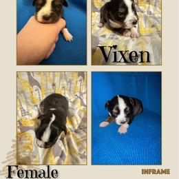 Vixen - Black tri female Toy Australian Shepherd puppy in Menan, Idaho from Teton Toy Aussies