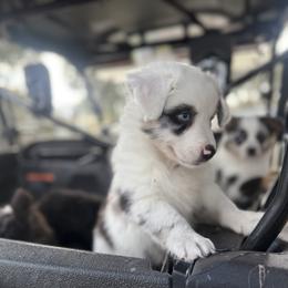 Miniature Australian Shepherd Puppies from Peace Creek Aussies