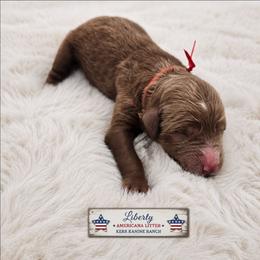 Liberty - Red  female Goldendoodle puppy in Ashton, Idaho from Kerr Kanine Ranch