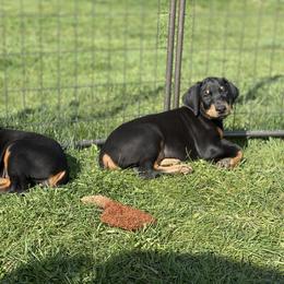 Doberman Pinscher Puppies from Jensen Dobermans