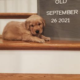 Golden Retriever Puppies from Akoya Kennels