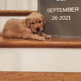Golden Retriever Puppies from Akoya Kennels