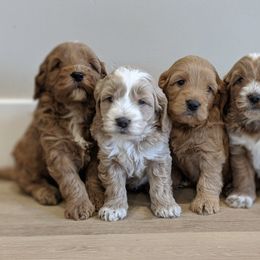 Goldendoodles from Nebo View Paws