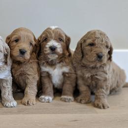 Goldendoodles from Nebo View Paws