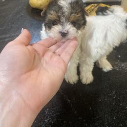 Teeny tiny parti boy - Parti male Yorkshire Terrier puppy in Yukon, Oklahoma from Tiffs Yorkie babies