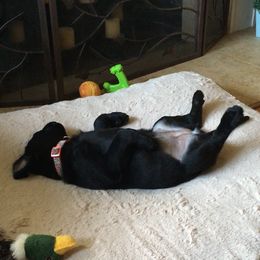 Labrador Retriever Puppies from Wild Feather Hunting Dogs