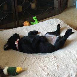 Labrador Retriever Puppies from Wild Feather Hunting Dogs