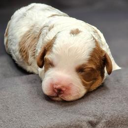 Houston - Blenheim male Cavapoo puppy in Glendale, Arizona from Cool Cavapoos