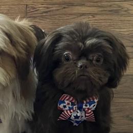 Shih Tzus from Rustic_Charm_by_Andye