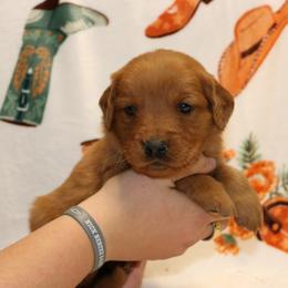 Howdy - Dark golden female Golden Retriever puppy in New Weston, Ohio from Bertke AKC Golden Retrievers and Bernese Mountain Dogs