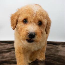 Cowboy (Brown) - Apricot male Goldendoodle puppy in Lafayette, Alabama from Sweethaven Kennels